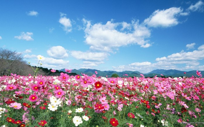 Field-flowers-image6