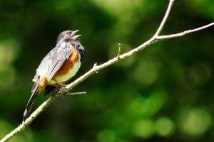 Towhee singing_8075crop