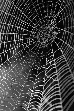 spider web